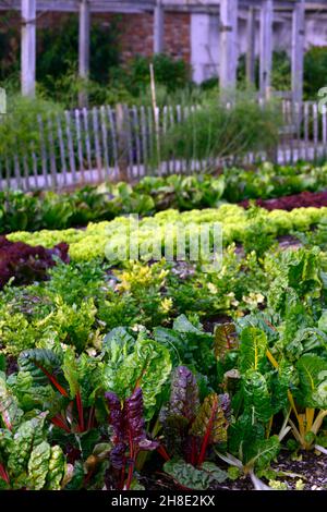 Mangold, chards, Blätter, Laub, Beta vulgaris subsp cicla var flavescens, essbare Ernte, Getreide, Gemüse, Gemüse, Gemüse, Gemüse, bunt, bunt, grün, g Stockfoto
