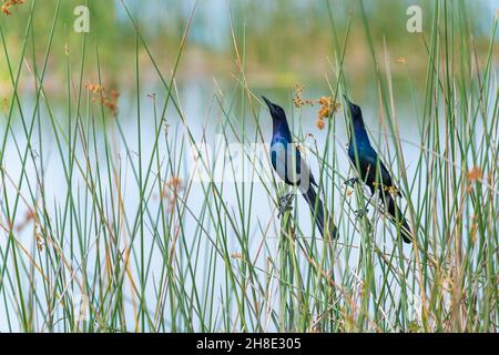 Selektive Fokusaufnahme von zwei Schwanzgrackeln (Quiscalus major) Stockfoto