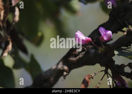 Nahaufnahme der Cercis siliquastrum-Blumen, allgemein bekannt als der Judas-Baum Stockfoto
