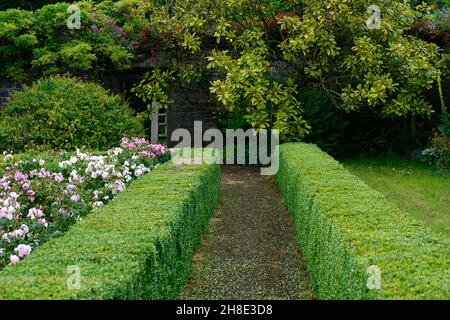 rosen, rosa, weiße und rosa Rosen, Box Hecke, Box Hedging, rosa Rosen, mischen, gemischt, formeller Garten, Gärten, RM Floral Stockfoto