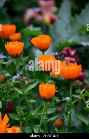 Calendula officinalis indischer Prinz, Pot Marigolds, Orangenblüten, Blumen, Blumen, Blüten, RM floral Stockfoto