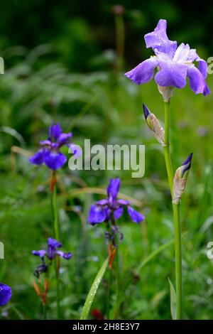 Blaue Bartlilie, Iris germanica, Deutsche Iris, Iris sibirica, sibirische Iris, Mischung, gemischtes Pflanzschema, Rhizomatos, himmelblaue Blüten, Blume, Blüte, gard Stockfoto