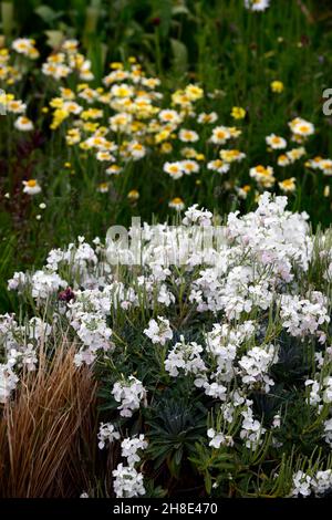 Erysimum cheiri, Cheiranthus cheiri, Elfenbeinweiß, Englische Wallflower, Wandblumen, duftend, duftend, Duft, Duft, Blume, blühend, RM floral Stockfoto