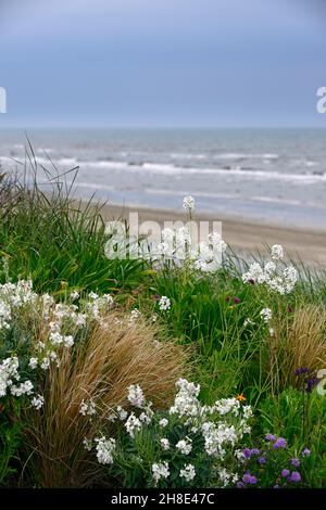 Erysimum cheiri, Cheiranthus cheiri, Elfenbeinweiß, Englische Wallflower, Wandblumen, duftend, duftend, Duft, Duft, Blume, blühend, Seegarten, daneben Stockfoto