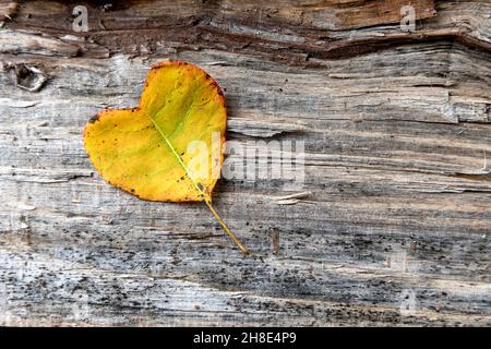 Gelbes herzförmiges Blatt auf rustikalem Holzhintergrund, Herbsthintergrund mit farbigem Blatt auf Holzbrett. Flach liegend, Draufsicht, Kopierbereich Stockfoto