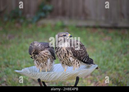 Zwei Rotschulter-Falken blicken weg. Stockfoto