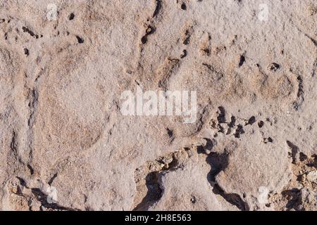 Strukturierter brauner Stein mit Rissen an der Oberfläche. Speicherplatz kopieren. Abstrakter Steinhintergrund für Design. Meerestein. Stockfoto