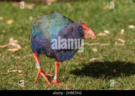 Takahe (Porphyrio hochstetteri), ein farbenfroher einheimischer, in Zealandia geborener, flugunser Vogel neuseelands Stockfoto