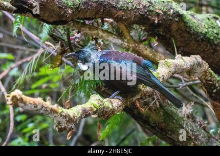 Eine TUI thront auf einer Zweigstelle in Zealandia, Wellington, Neuseeland Stockfoto