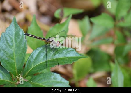 Nahaufnahme einer großen Libelle mit transparenten Flügeln und zusammengesetzten Augen. Stockfoto