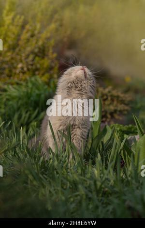 Emotionale Frühlingskatze sitzt auf einem Blumenbeet zwischen vielen Blumen. Katze sitzt im Garten zwischen bunten Blumen Stockfoto