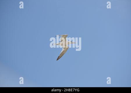 Eine Royal Tern fliegt schnell durch den Himmel. Stockfoto