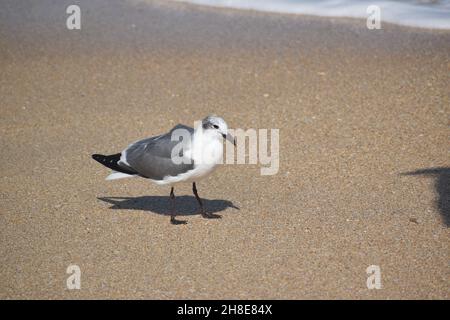 Nahaufnahme einer Lachmöwe, die am Strand steht. Stockfoto