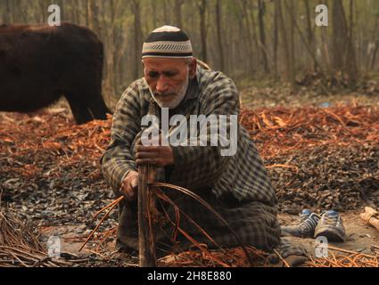 Die Bewohner von Kashmiri schälen am Stadtrand von Srinagar die Haut von Korbstäben. Wicker wird für die Herstellung von traditionellen Feuerstellen namens kangri in kaschmir verwendet. Kashmiris verwenden diese traditionellen Feuerköpfe, um sich in den schweren Wintermonaten, wenn die Temperatur bis auf minus 20 abgeht, warm zu halten. Kangri besteht aus Ton und Zweigen, in denen heiße Kohle gehalten wird. Kaschmir. Indien. Stockfoto