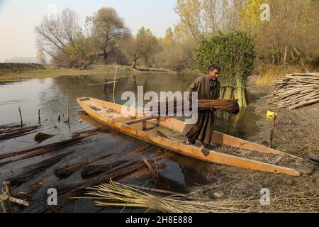 Ein Kashmiri-Arbeiter trägt am Stadtrand von Srinagar Weidenzweige. Wicker wird für die Herstellung von traditionellen Feuerstellen namens kangri in kaschmir verwendet. Kashmiris verwenden diese traditionellen Feuerköpfe, um sich in den schweren Wintermonaten, wenn die Temperatur bis auf minus 20 abgeht, warm zu halten. Kangri besteht aus Ton und Zweigen, in denen heiße Kohle gehalten wird. Kaschmir. Indien. Stockfoto