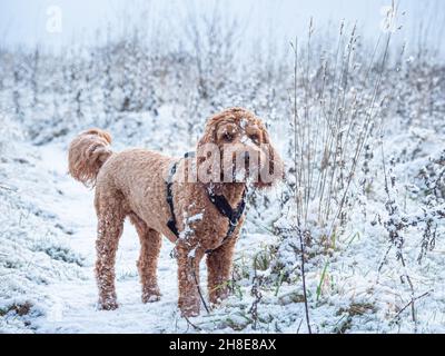 Cockapoo Hund bedeckt mit Schnee während eines Spaziergangs auf dem Land Stockfoto