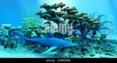 Eine Schule von Bocacio Rockfish schwimmen durch ein Riff und halten ein Auge auf einen blauen Hai. Stockfoto