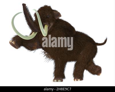 Das Woolly Mammoth war ein pflanzenfressendes Säugetier, das in den Pliozän- und Pleistozän-Perioden Asiens, Sibiriens und Nordamerikas lebte. Stockfoto