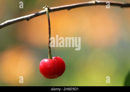 Einzelne reife Kirsche, die an einem Ast hängt. Unscharfer Hintergrund. Stockfoto