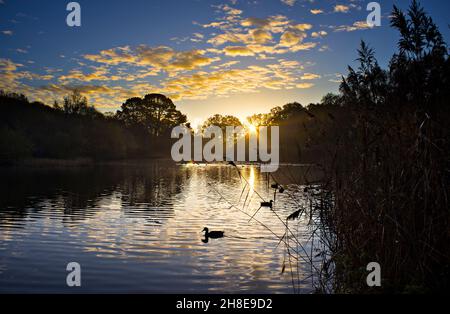 Sonnenaufgang über dem Ornamental Lake am Southampton Common im Winter. Southampton, England. Stockfoto