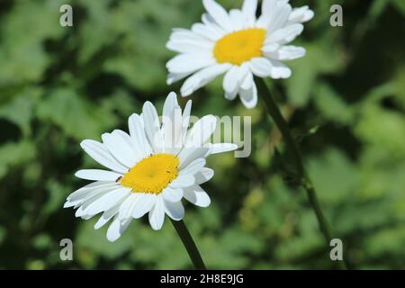 Weiße Kamillenblüten auf grünem Hintergrund. Matricaria. Stockfoto