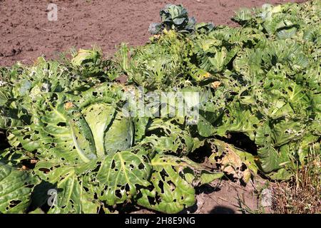 Kohl auf dem Ackerfeld, von Nacktschnecken gegessen. Pflanzliche Schädlinge. Stockfoto