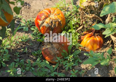 Krankheiten des Gemüses. Rote verfaulte Tomaten auf dem Feld Stockfoto