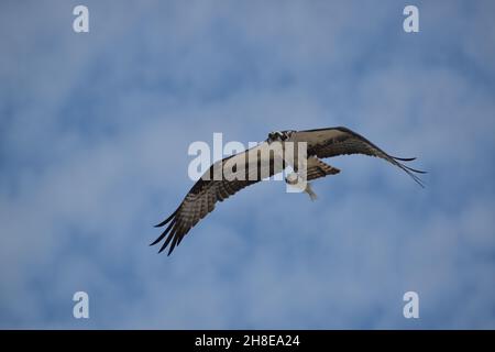 Ein Fischadler fliegt Fische an einem wolkigen blauen Himmel fest. Stockfoto