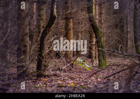 Abnorme gruselige dunkle Landschaft mit Herbstlaub. Majestätischer dunkler dichter Herbstwald. Seltsamer nebliger dunkler Wald. Stockfoto