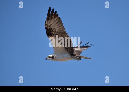 Nahaufnahme des großen Fischadlers im Flug gegen den blauen Himmel. Stockfoto