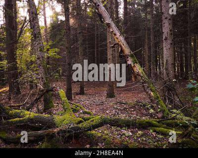 Abnorme gruselige dunkle Landschaft mit Herbstlaub. Göttlicher dichter dunkler Herbstwald. Stockfoto