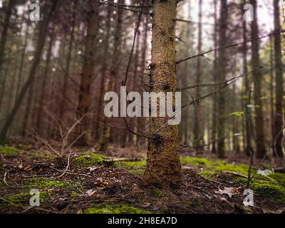 Abnorme gruselige dunkle Landschaft mit Herbstlaub. Göttlicher dichter dunkler Herbstwald. Stockfoto