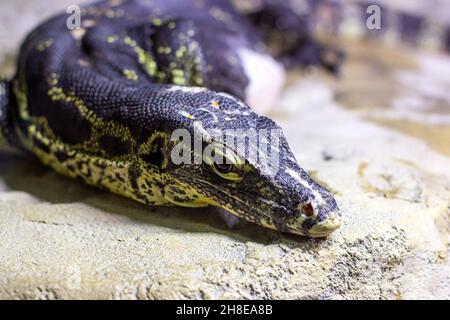 Dunkelfarbige, große gestreifte Warane, die auf dem Felsen in der Nähe des Wassers liegt. Stockfoto