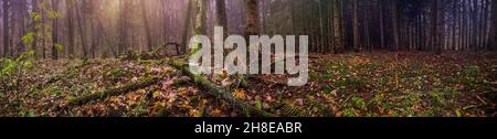 Breites Format von abnormalen gruseligen dunklen Landschaft mit Herbstlaub. Panoramafoto des göttlichen dichten dunklen Herbstwaldes. Stockfoto