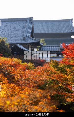 Kyoto, Japan. 26th. November 2021. Herbstfarben gefärbte Blätter im Tofuku-ji Tempel.Tofuku-ji Tempel ist einer der fünf Kyoto Gozan Tempel. In der Kamakura-Zeit gegründet, hat es seine Zen-Architektur seit dem Mittelalter beibehalten. Während der Momiji-Saison ist es für seine bezaubernden Aussichten bekannt. Kredit: SOPA Images Limited/Alamy Live Nachrichten Stockfoto