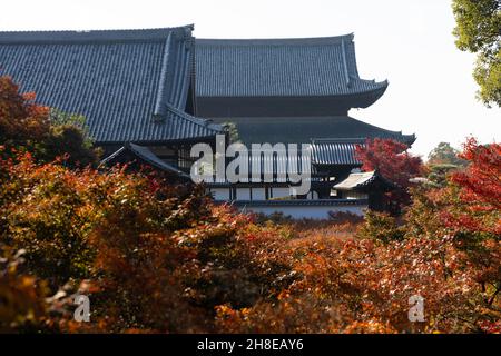 Kyoto, Japan. 26th. November 2021. Herbstlich gefärbte Blätter und die Haupthalle im Tofuku-ji Tempel.Tofuku-ji Tempel ist einer der fünf Kyoto Gozan Tempel. In der Kamakura-Zeit gegründet, hat es seine Zen-Architektur seit dem Mittelalter beibehalten. Während der Momiji-Saison ist es für seine bezaubernden Aussichten bekannt. Kredit: SOPA Images Limited/Alamy Live Nachrichten Stockfoto