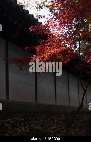 Kyoto, Japan. 26th. November 2021. Herbstfarben gefärbte Blätter außerhalb des Tofuku-ji Temple.Tofuku-ji Temple ist einer der fünf Kyoto Gozan Tempel. In der Kamakura-Zeit gegründet, hat es seine Zen-Architektur seit dem Mittelalter beibehalten. Während der Momiji-Saison ist es für seine bezaubernden Aussichten bekannt. Kredit: SOPA Images Limited/Alamy Live Nachrichten Stockfoto