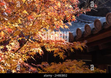 Kyoto, Japan. 26th. November 2021. Herbstfarben gefärbte Blätter im Tofuku-ji Tempel.Tofuku-ji Tempel ist einer der fünf Kyoto Gozan Tempel. In der Kamakura-Zeit gegründet, hat es seine Zen-Architektur seit dem Mittelalter beibehalten. Während der Momiji-Saison ist es für seine bezaubernden Aussichten bekannt. Kredit: SOPA Images Limited/Alamy Live Nachrichten Stockfoto