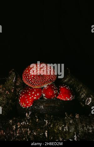 Amanita Pilze in einem Topf zwischen Baumstämmen mit Moos auf einem dunklen düsteren Hintergrund. Halloween-Konzept. Hexentrank-Zutat. Stockfoto