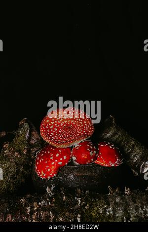 Amanita Pilze in einem Topf zwischen Baumstämmen mit Moos auf einem dunklen düsteren Hintergrund. Halloween-Konzept. Hexentrank-Zutat. Stockfoto