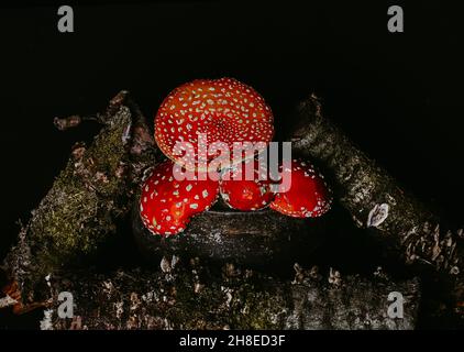 Amanita Pilze in einem Topf zwischen Baumstämmen mit Moos auf einem dunklen düsteren Hintergrund. Halloween-Konzept. Hexentrank-Zutat. Stockfoto