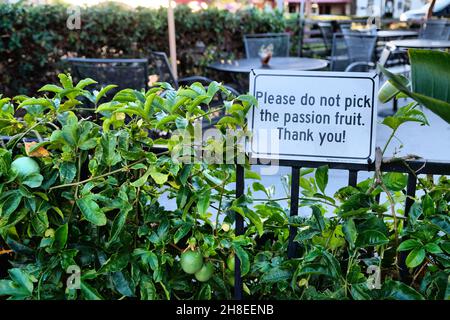 Ein Schild, auf dem Gäste in einem Café im Freien gebeten werden, „Bitte pflücken Sie nicht die Passionsfrucht“ in La Jolla, Kalifornien, USA; unreife Passionsfrucht auf einer Weinrebe. Stockfoto