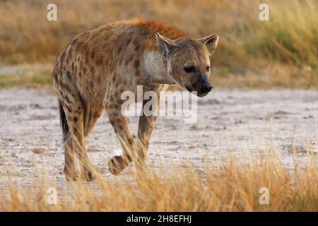 Spotted Hyena - Crocuta crocuta nach den Mahlzeiten zu Fuß für das Essen im Park. Schöner Sonnenuntergang oder Sonnenaufgang in Amboseli in Kenia, Schnitzler in der savan Stockfoto