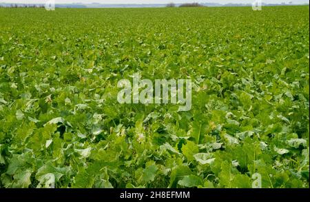 Ein Feld mit wintergrünen, blättrigen Ernterüben, die bis in die Ferne ragen, bevorzugtes Reh-Futter Stockfoto