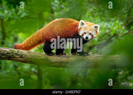 Red Panda - Ailurus fulgens Wandern und Klettern auf dem Ast im Wald, fleischfressend aus dem östlichen Himalaya und Südwesten Chinas, Liste Stockfoto