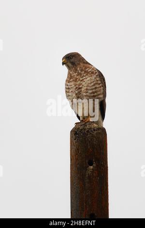 Broad-winged Hawk - Buteo-Schnabeltier auf dem Scheiterhaufen sitzend, ziehen mittelgroße Greifvögel, verteilt über Nordamerika, im Süden bis zum Winter Stockfoto