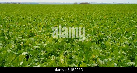 Ein Feld mit wintergrünen, blättrigen Ernterüben, die bis in die Ferne ragen, bevorzugtes Reh-Futter Stockfoto