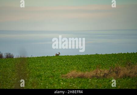 Ein Feld mit wintergrünen, blättrigen Ernterüben, die in die Ferne ragen, ein Reh im Hintergrund Stockfoto