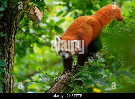 Red Panda - Ailurus fulgens Wandern und Klettern auf dem Ast im Wald, fleischfressend aus dem östlichen Himalaya und Südwesten Chinas, Liste Stockfoto