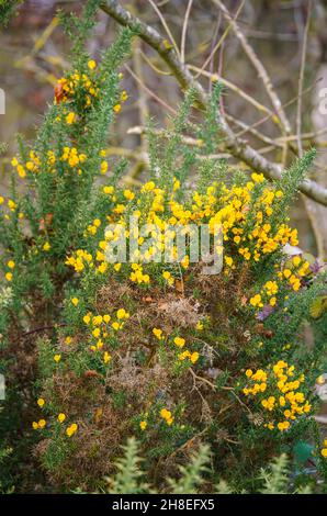 Gelbe westliche Ginsterblüten (Ulex gallii) blühen im November, Salisbury Plain, Wiltshire UK Stockfoto